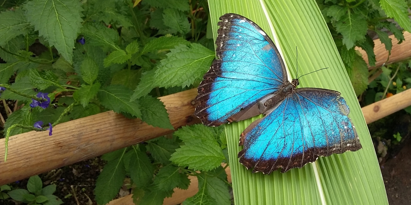 papiliorama_02.jpg