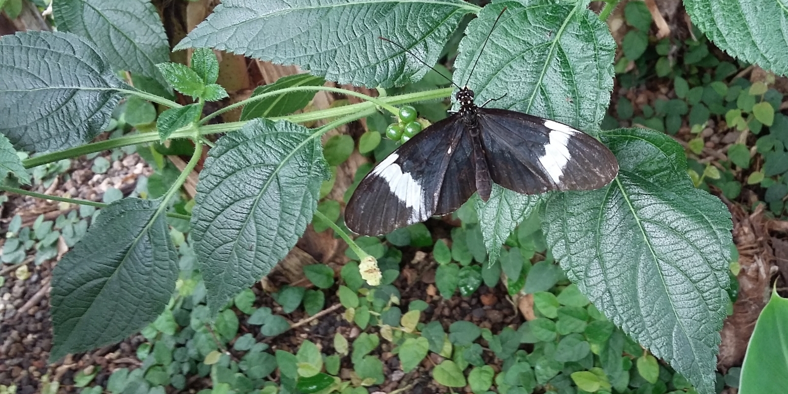 papiliorama_03.jpg