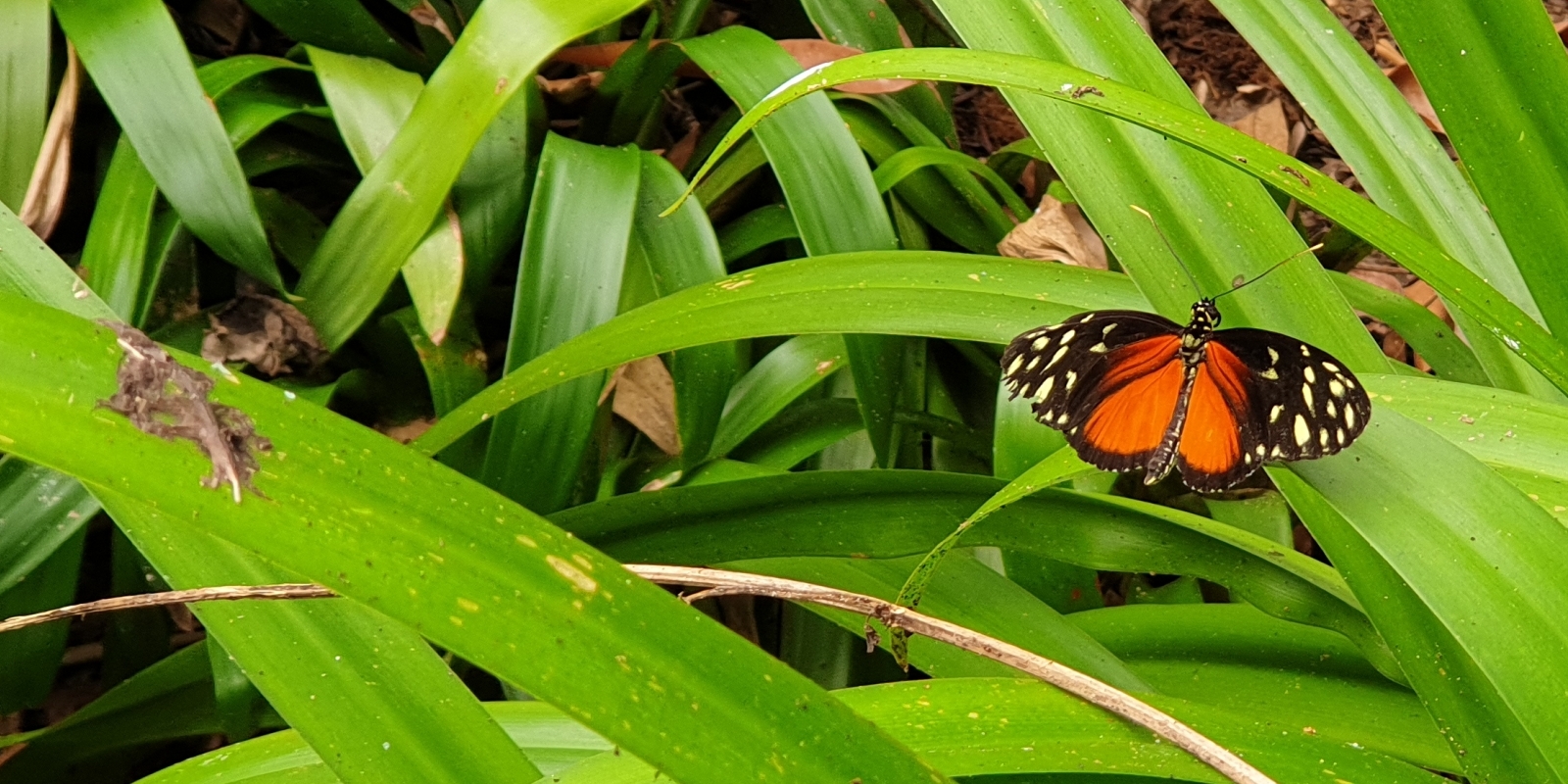papiliorama_04.jpg