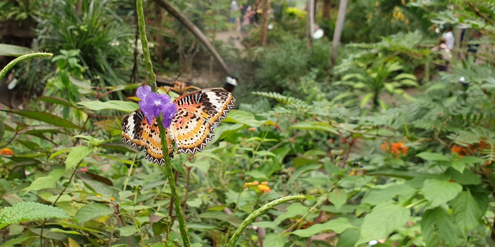 papiliorama_05.jpg