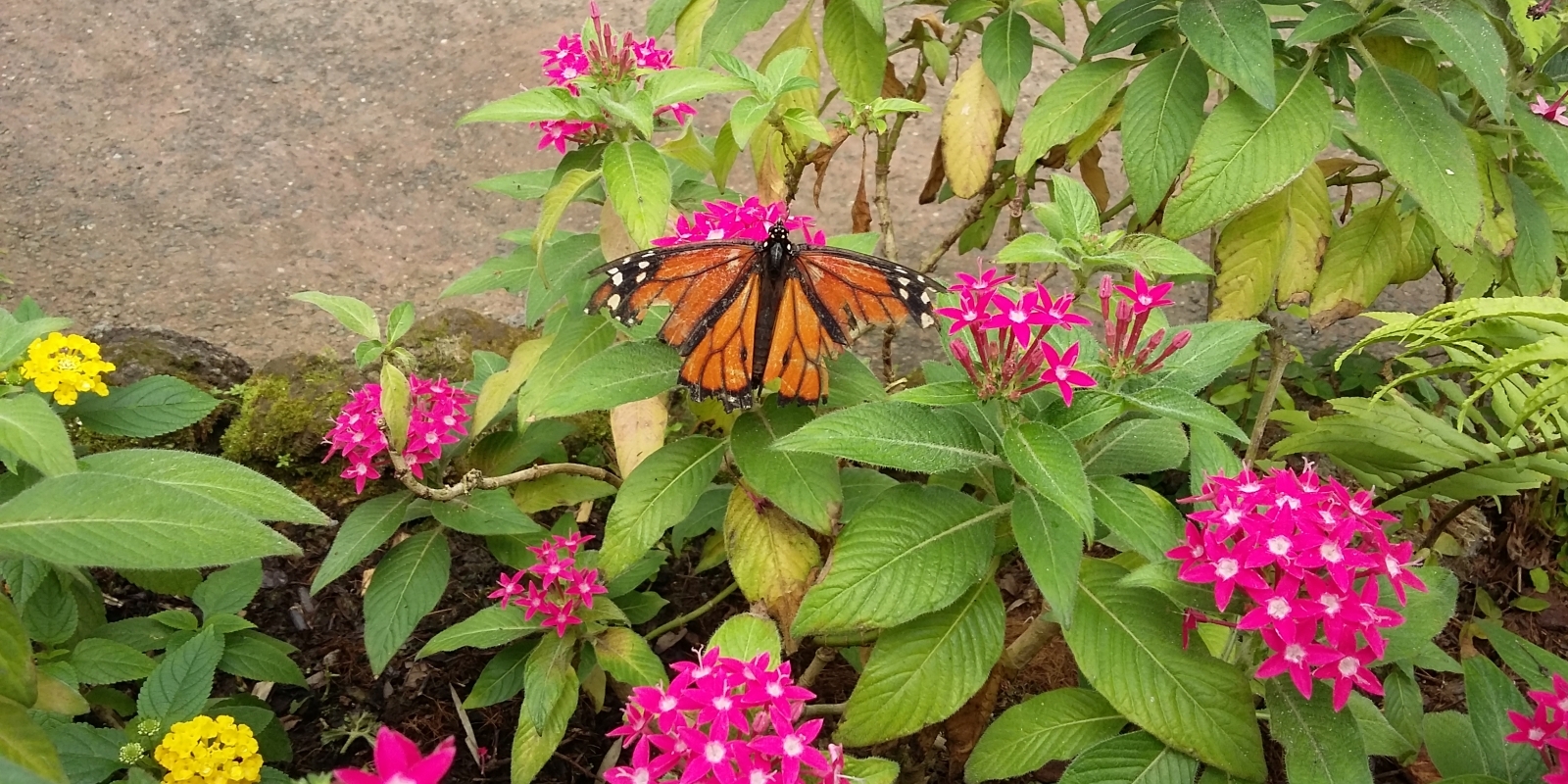 papiliorama_06.jpg