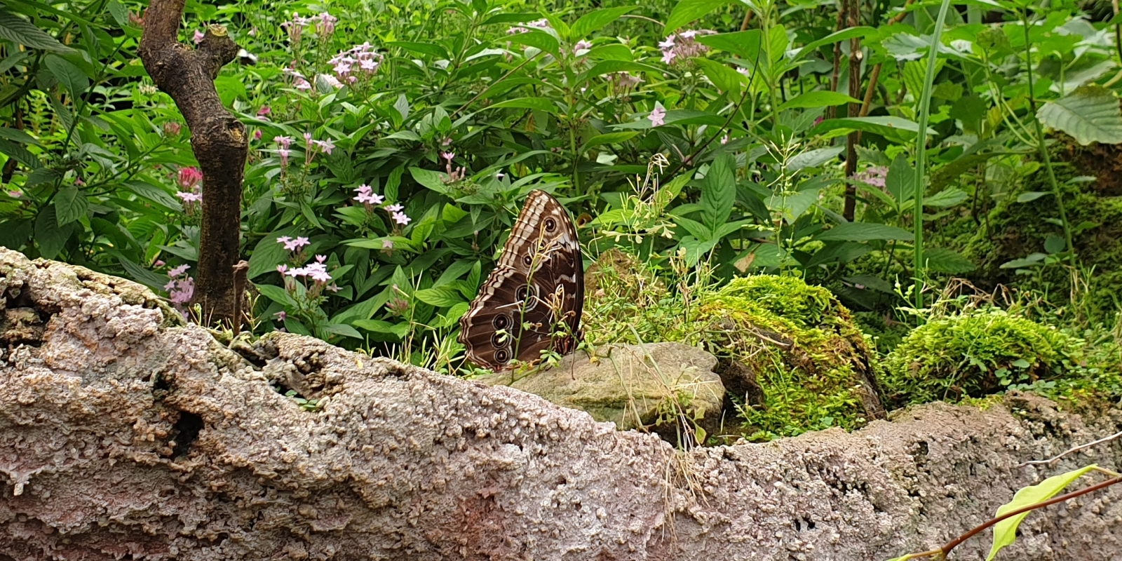 papiliorama_07.jpg