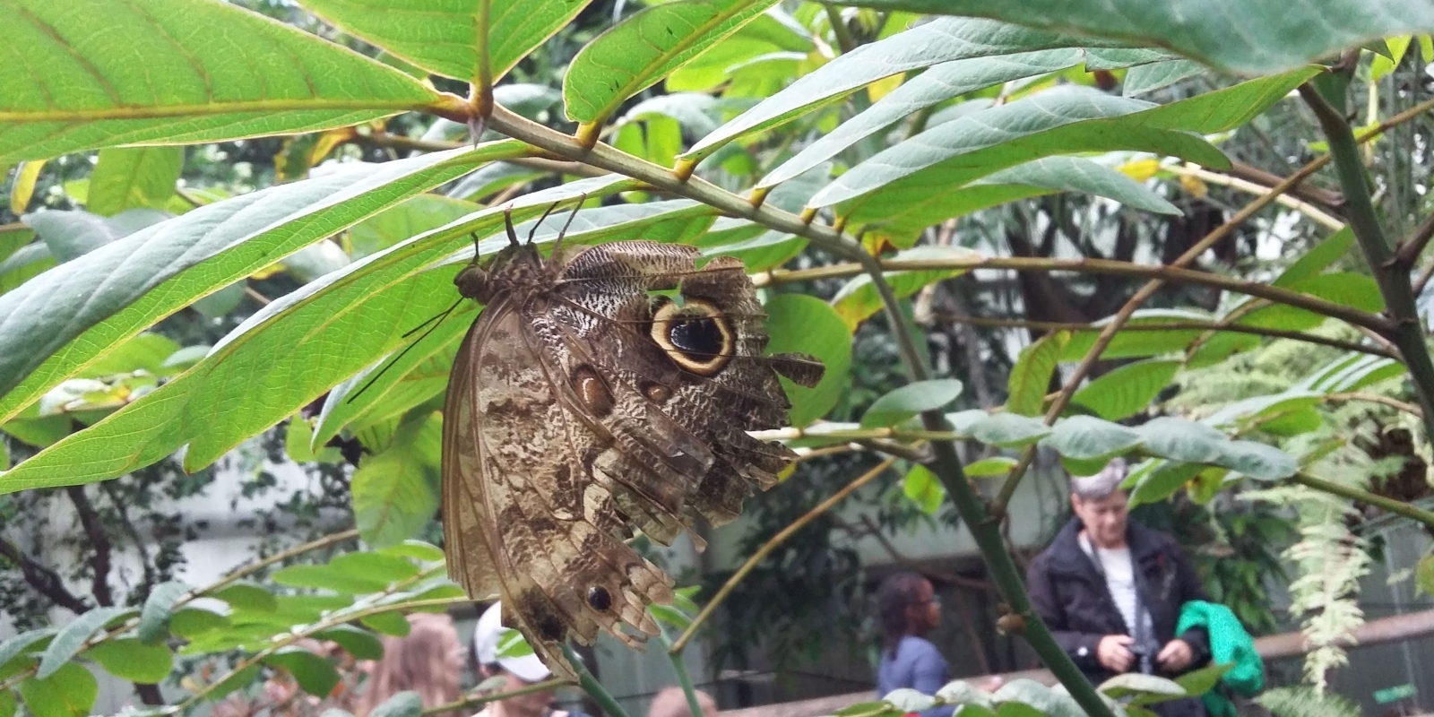 papiliorama_08.jpg