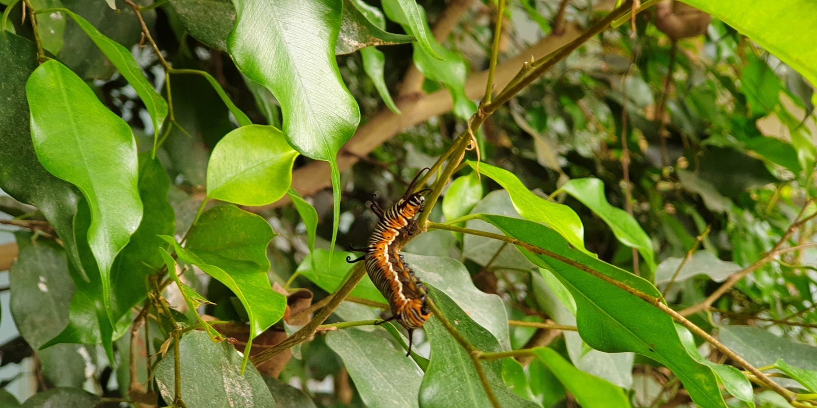 papiliorama_09.jpg