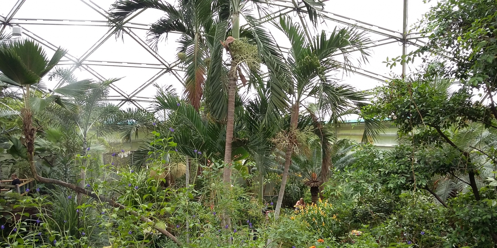 papiliorama_10.jpg