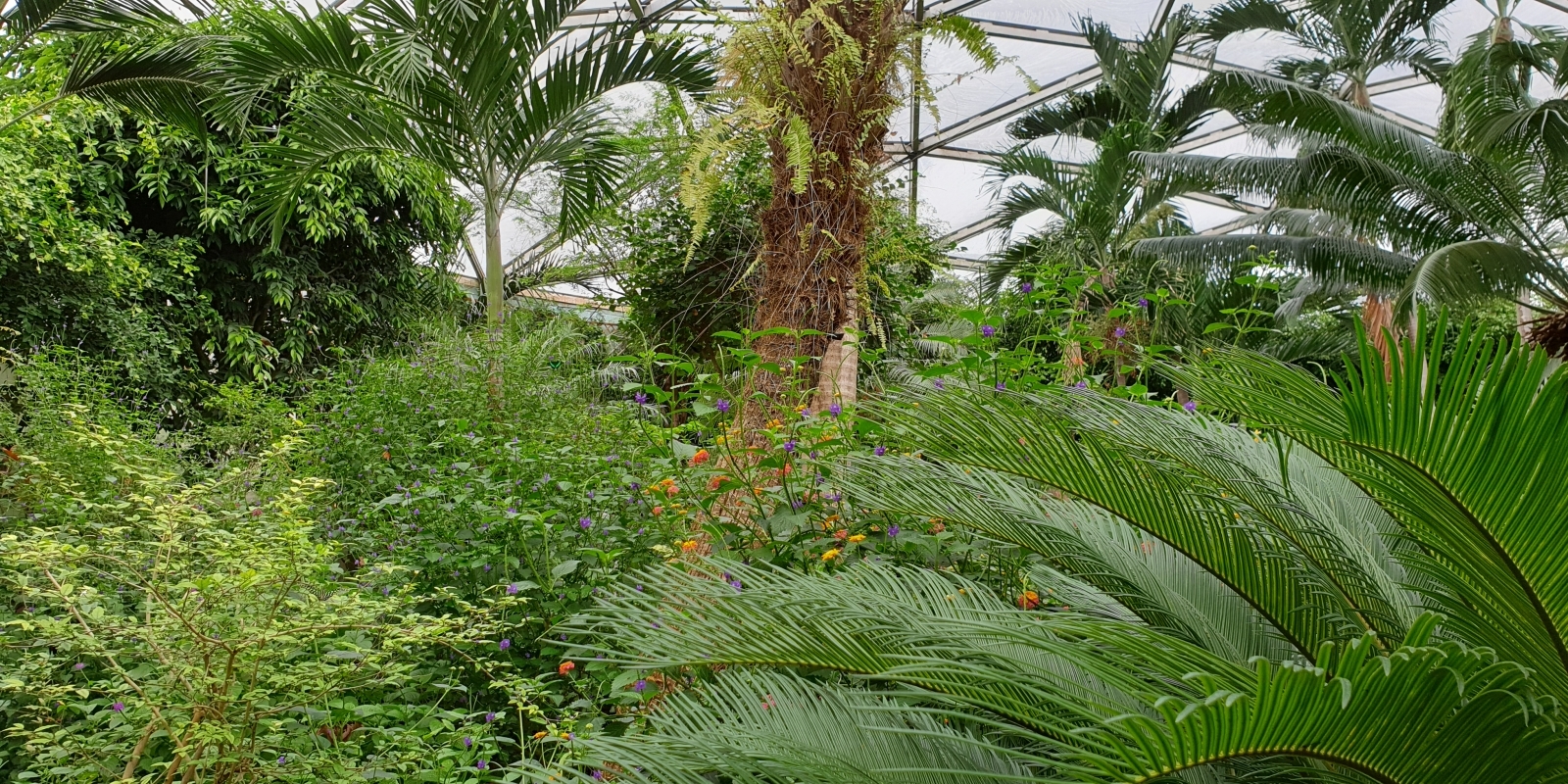 papiliorama_11.jpg