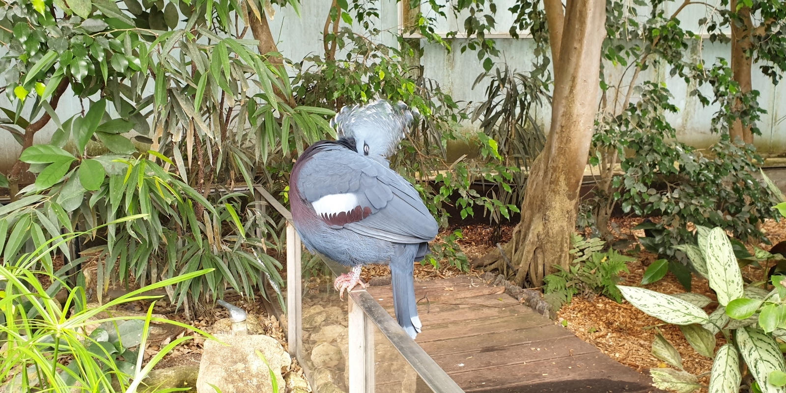 papiliorama_12.jpg
