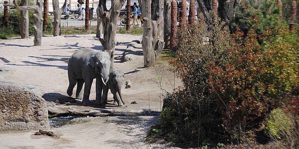 zoo_zuerich_01.jpg