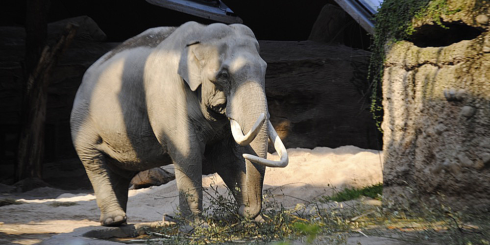 zoo_zuerich_02.jpg