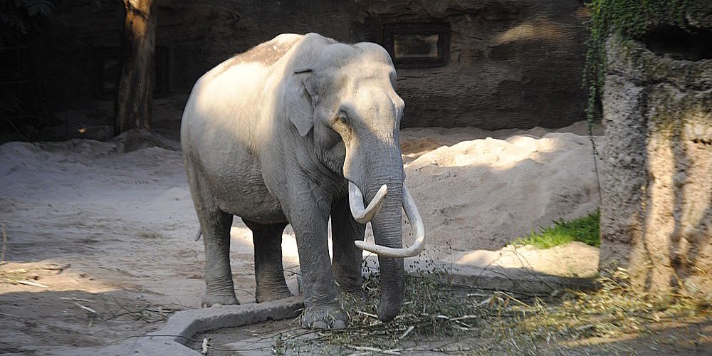 zoo_zuerich_04.jpg