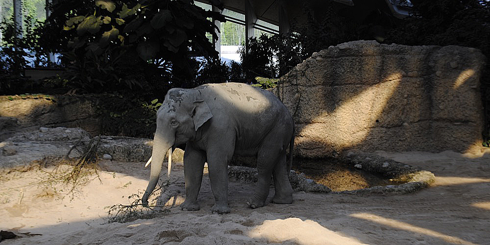 zoo_zuerich_06.jpg