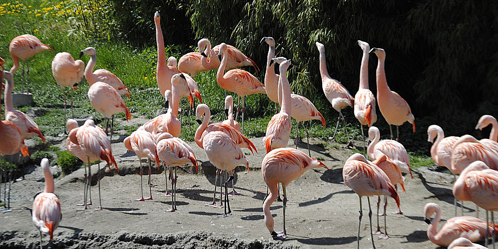 zoo_zuerich_15.jpg