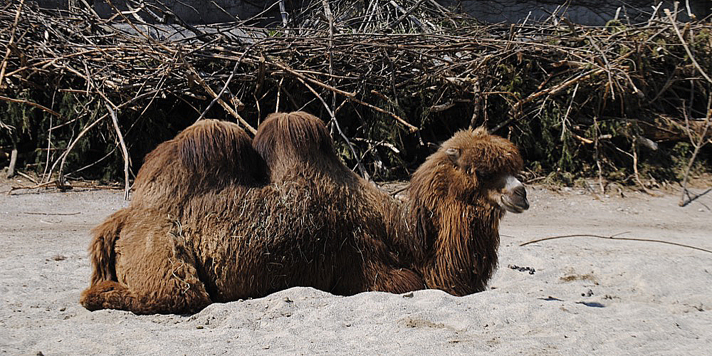 zoo_zuerich_16.jpg