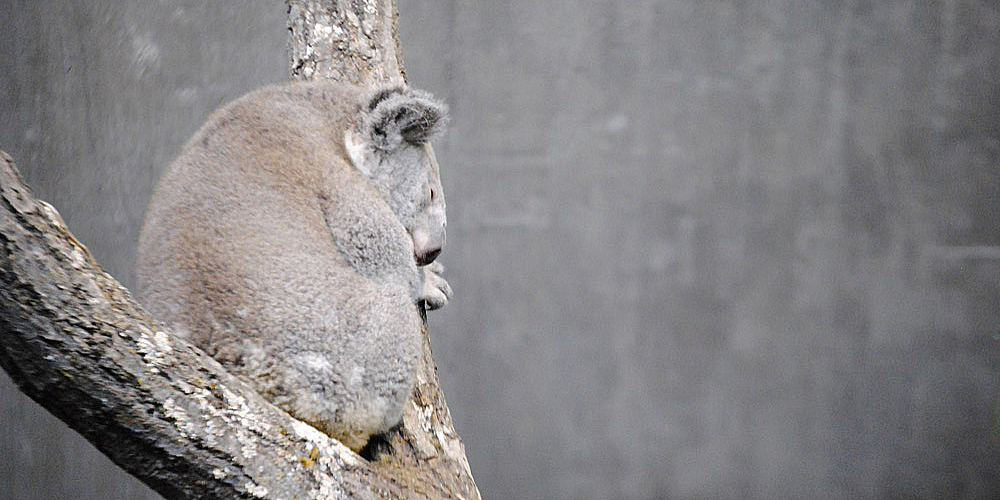 zoo_zuerich_18.jpg
