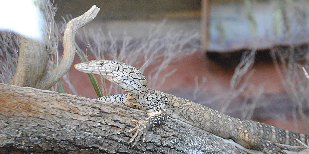 zoo_zuerich_19.jpg