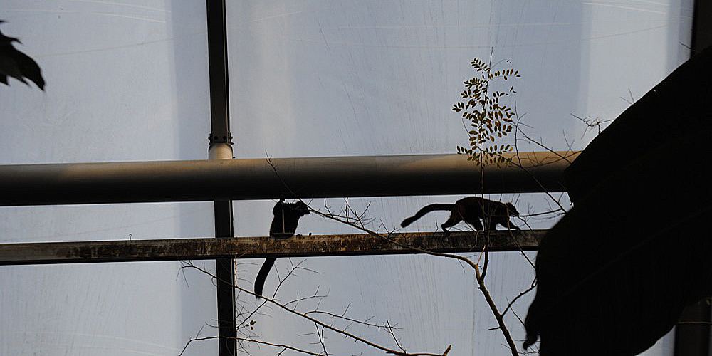 zoo_zuerich_21.jpg