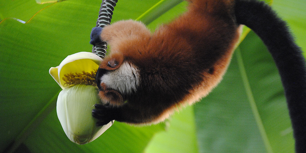 zoo_zuerich_24.jpg